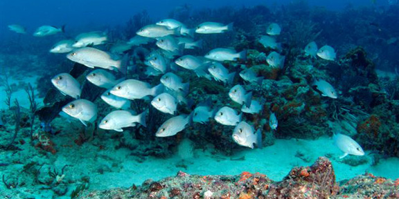 Dive With South Florida Diving Headquarters